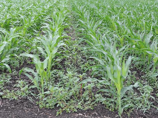 Depending on the crop height or growth stage, time may be running out to spray herbicides over the top of corn. (DTN photo by Pamela Smith)