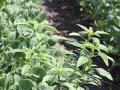 Preventing the spread of herbicide-resistant weeds will require farmers to change their mindset, according to the results of a recent survey of certified crop advisers. (DTN photo by Pamela Smith)
