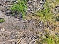 Pick herbicides carefully if the crop is emerging and you need to spray preemergence herbicides. (Photo by Aaron Hager, University of Illinois)