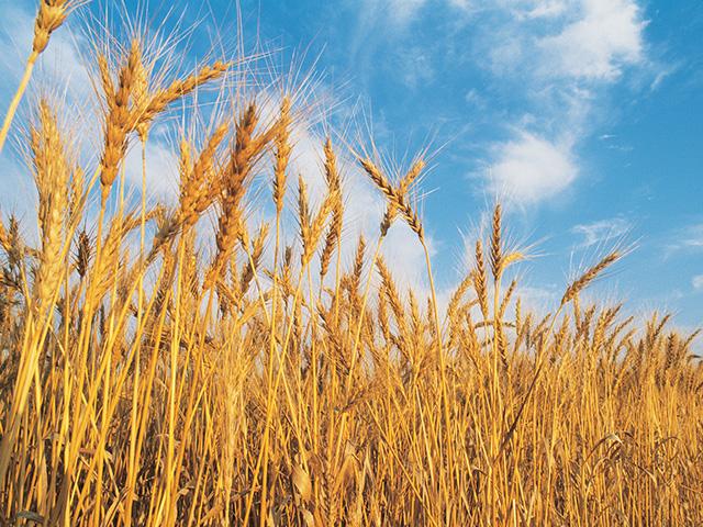 USDA-APHIS has approved domestic cultivation of HB4, a genetically modified wheat that is drought tolerant. (DTN file photo)