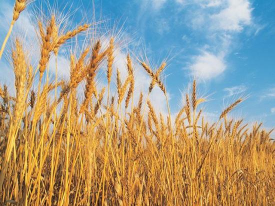 Bioceres announced the Colorado Wheat Research Foundation will collaborate on incorporating the company&#039;s GM wheat trait for drought tolerance into U.S. wheat varieties. (DTN file photo)