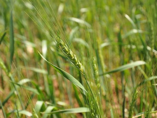 Wheat is heading weeks earlier than usual in some parts of southern Kansas where warm temperatures and drought conditions have rapidly advanced the wheat crop toward maturity. (DTN file photo)