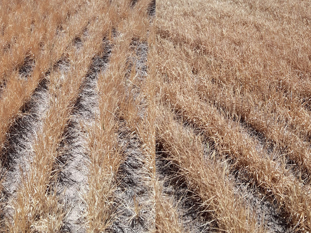 Drought affected wheat production in the Northern Plains last summer, leading to crop insurance payouts for farmers. Groups supporting crop insurance are highlighting the importance of the program while Environmental Working Group maintains crop insurance deters farmers from adapting to climate change or reducing emissions. (DTN file photos)