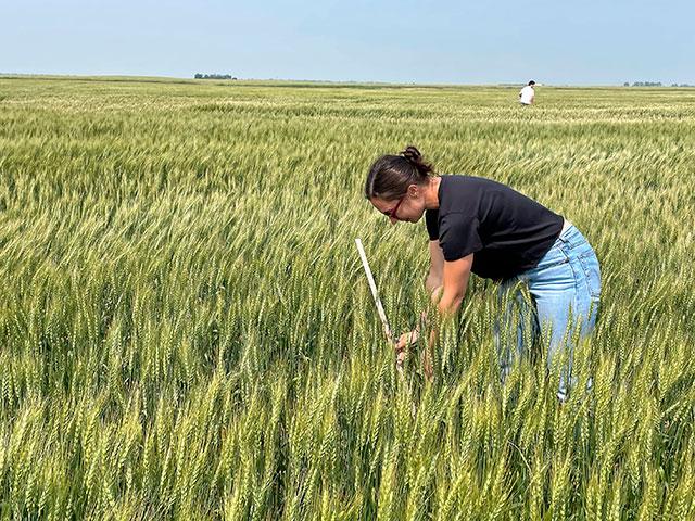 Annie Buckley, an international trade specialist with the USDA Foreign Agricultural Service, collects data to estimate yield during Day 2 of the Wheat Quality Council&#039;s Spring Wheat and Durum Tour. (Photo courtesy of Anne Osborne, National Wheat Foundation)