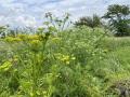 Wild parsnip&#039;s yellow umbrella-like flower may look pretty, but it can blister skin. It and another wicked weed, poison hemlock, are blooming in fencerows now. (DTN photo by Pamela Smith)