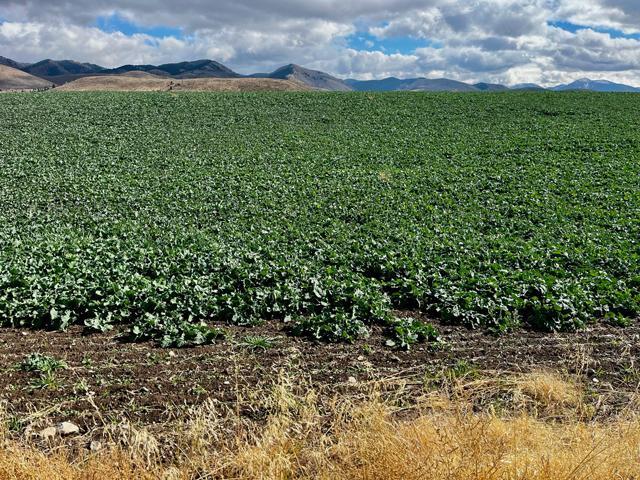 Dan Lakey&#039;s winter canola is off to a good start where it is tucked in below the scenic Bear River Mountain Range in southeastern Idaho. (Photo courtesy of Dan Lakey)