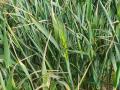 A small percentage of heading in winter wheat was reported in Missouri and North Carolina in the USDA&#039;s first crop progress report of 2025. (DTN file photo)