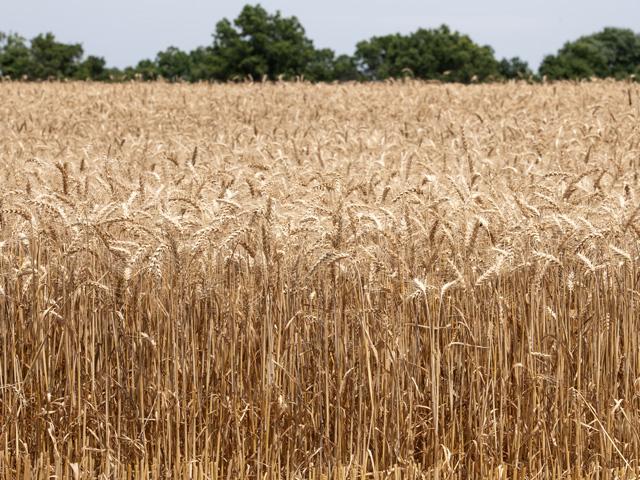 The 10th annual National Wheat Yield Contest will feature an expanded pilot category allowing dryland winter wheat growers in six states to enter using digital technologies to quantify yield. (DTN photo by Jason Jenkins)