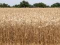 The 10th annual National Wheat Yield Contest will feature an expanded pilot category allowing dryland winter wheat growers in six states to enter using digital technologies to quantify yield. (DTN photo by Jason Jenkins)