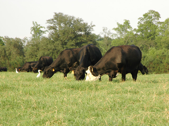 Got bermudagrass? In some areas this is a good season to stockpile it for winter grazing. (Progressive Farmer photos by Becky Mills)