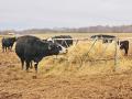 Severe drought has limited forage production, thus hiking hay prices. Producers are advised to be as efficient as possible in feeding hay to livestock. (DTN/Progressive Farmer file photo)