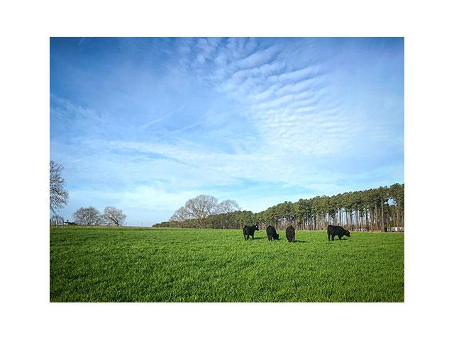Daily rate of gain for five- and six-weight steer calves averaged 3.52 pounds on an oats-only cover crop. (Photo courtesy of MAFES Coastal Plain Branch Experiment Station)