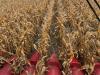 After an April snow, a hot and dry summer, and an early fall snow, many farmers in North Dakota are surprised at how well the corn crop did there this year. (Photo by Quentin Sears)