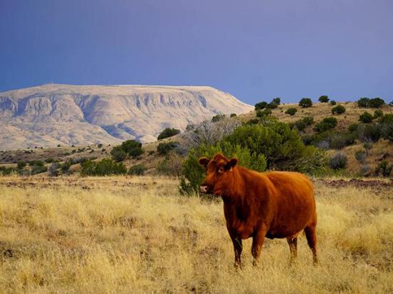 A 29,071-acre west Texas ranch recently sold for $46.5 million. (Photo courtesy Hall and Hall)