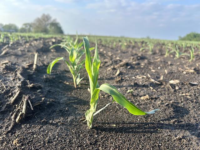 Latham Quality Inc. sued Bayer, alleging the company continued to receive royalties after its NK603 seed trait's patent expired. (DTN photo by Jennifer Carrico)