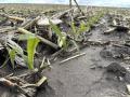 Mushrooms weren't what Ethan Zoerb expected to find while scouting corn this week, especially given the drought that set in early season. But recent rains have restored some hope to this central region of Nebraska. (Photo courtesy of Ethan Zoerb)
