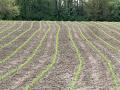 Corn is up and growing near Blue Mound, Illinois. Spotty weather scenarios have narrowed planting windows for some farmers. (DTN photo by Pamela Smith)