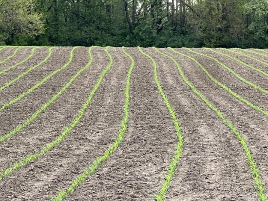 As of May 22, December corn futures finished at $4.53. At the present time, noncommercial speculators have a long position in both corn and soybeans, notes DTN Contributing Analyst Philip Shaw. (DTN photo by Pamela Smith)