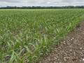 Corn is cooking along in northern Alabama and Stuart Sanderson, who is reporting in this year as part of DTN's View From the Cab project, hopes to get some sidedressing done this week. (Photo courtesy of Stuart Sanderson)