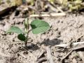 Before planting soybeans this season, check the germination percentages on your seed tags and consider adjusting seeding rates to ensure a desired plant population. (DTN photo by Jason Jenkins)