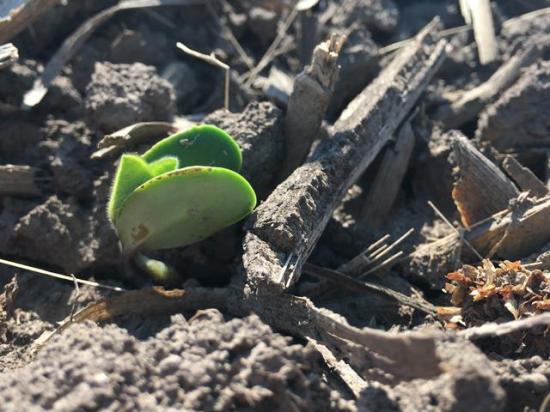 As DTN Contributing Analyst Philip Shaw continues to plant his soybeans, he looks forward to warmer weather in June to help make his soybean plants start to pop out of the ground. (DTN file photo by Pamela Smith)