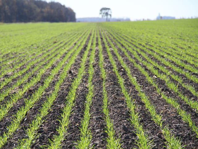 Many soils already hold enough nitrogen to get winter wheat through the fall and winter, which means fall nitrogen applications rarely pay off. (DTN file photo by Elaine Shein)
