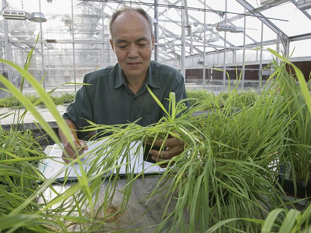 USDA research is important and needs to be done, such as on crop pests and diseases. (Photo by David L. Hansen, University of Minnesota)