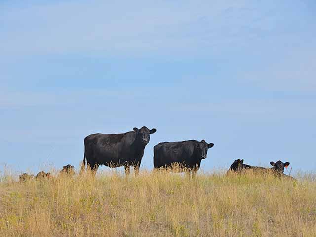 Western pasture and range conditions continue to suffer from drought conditions. (DTN/Progressive Farmer Photo by Jennifer Carrico)
