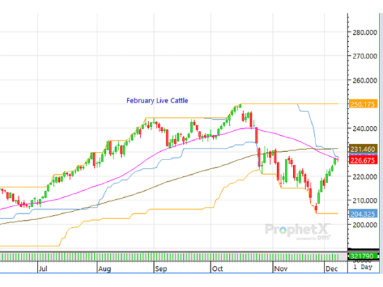Traders will be closely watching boxed beef prices and the fed cash cattle market to see if support develops. (DTN ProphetX chart)