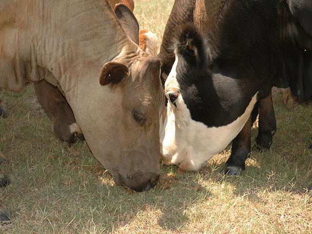 Supplements are best used where lower quality hay or forages call for it. (Photo courtesy of Texas AgriLife)