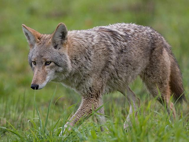 Domesticated and wild canines can carry Neospora, which may lead to abortions and other health issues in cattle. (DTN/Progressive Farmer file photo)