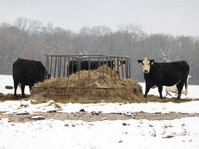 Rule of thumb: For every degree below the lower critical temperature (LCT), a cow&#039;s energy requirement, or TDN, increases by 1%. That&#039;s assuming the cow is in a BCS 5 or greater. (Photo courtesy of Purina Animal Nutrition)
