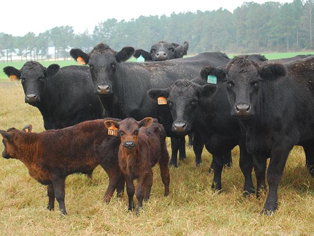 Cow-calf producers need to understand their production costs and make sure they can break even when purchasing replacement heifers. (DTN file photo by Boyd Kidwell)