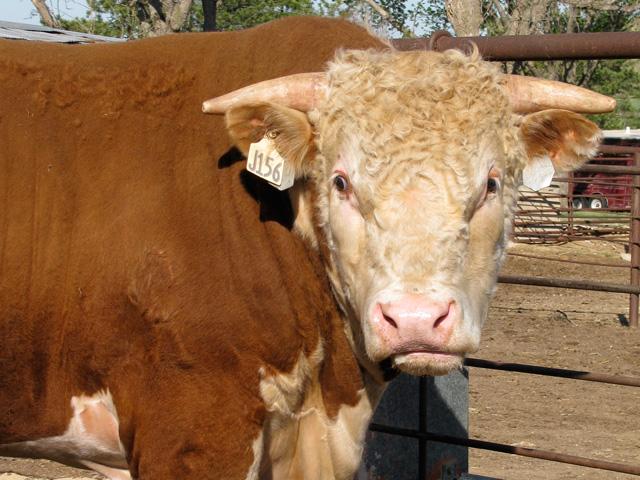 There are many causes of laminitis, but in cattle, rumen acidosis has been commonly linked to the ailment. Acidosis causes certain bacteria to die and release endotoxins that can lead to inflammation in the hoof. (DTN/Progressive Farmer file photo)