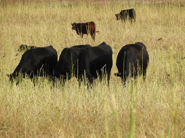 Cattle grazing is proven as a benefit to overall soil health. (Photo from the South Dakota Soil Health Coalition)