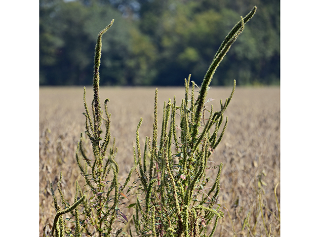 Overreliance on Roundup Ready technology resulted in weeds such as waterhemp becoming resistant to glyphosate.
(Progressive Farmer image by Brent Warren)