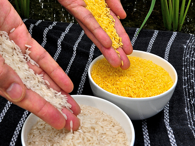 Golden Rice has been engineered to deliver extra Vitamin A, with the goal of preventing blindness in millions of people worldwide. (Progressive Farmer image by Isagani Serrano, International Rice Research Institute)