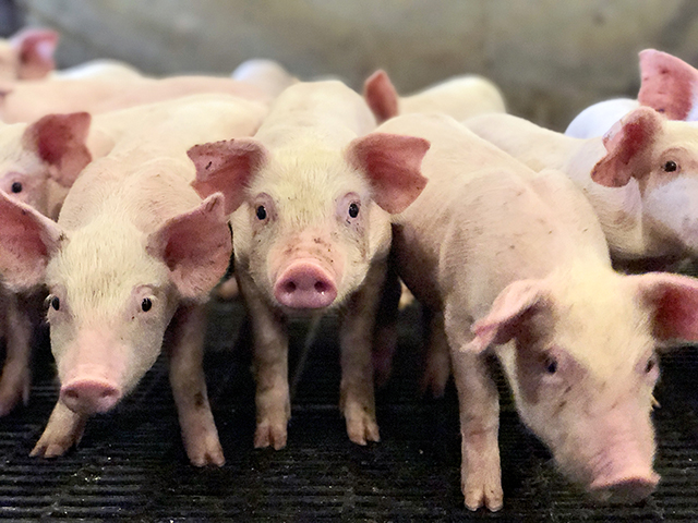 Counting the number of pigs in a pen sounds easy enough. But then baby pigs move under and over each other. (DTN/Progressive Farmer photo by Jennifer Campbell)