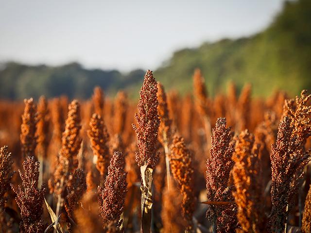 National Sorghum Producers is now accepting entries for its 2023 yield contest. (Progressive Farmer file photo)