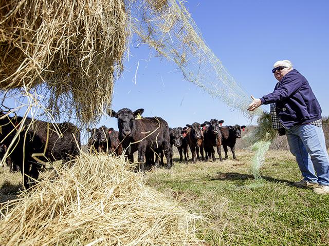 Shari Swenson, near Shirley, Arkansas, moves hay for cattle during winter months when fescue and clover forage don&#039;t grow on her farm. (Benjamin Krain)