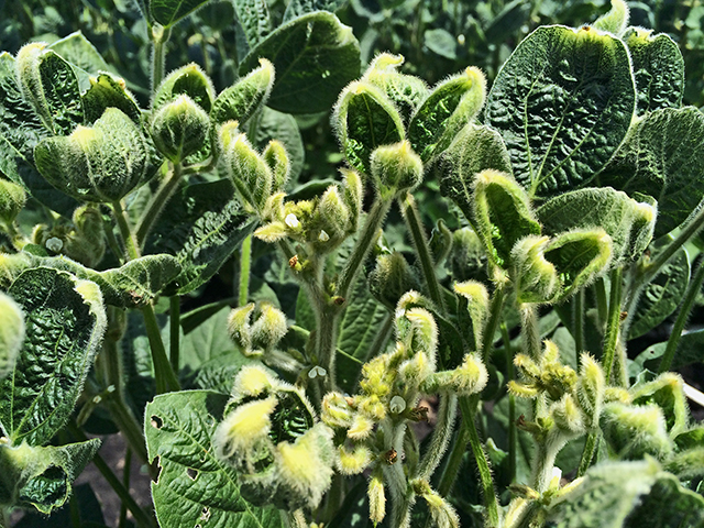 Seeing cupped soybean fields this summer? Dicamba exposure remains the most likely explanation, scientists say. Here&#039;s a refresher on some common myths about possible causes. (DTN File photo by Pamela Smith)  
