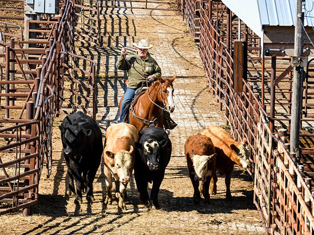 With packers having more cattle available to them through the deferred delivery option, feedlots will face an uphill battle to sell cattle higher this week. (DTN file photo by Jim Patrico)