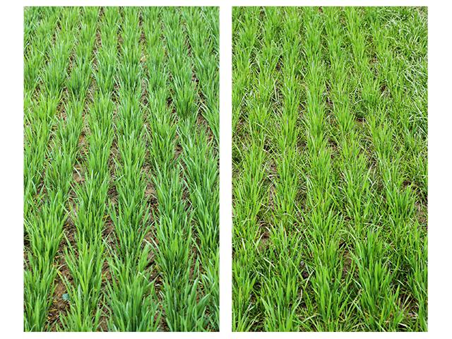(LEFT) Anthem Flex herbicide applied at 3 fl. oz. per A. Location is Newark, MD (2021). (RIGHT) Roundup PowerMAX herbicide applied at 32 fl. oz. per A. Location is Newark, MD (2021). (Photos provided by FMC Corporation)