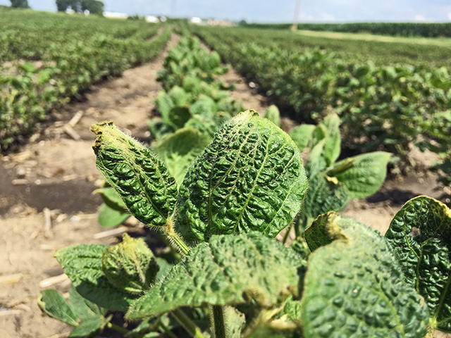 State-by-state dicamba cutoff dates are still in flux. Check with the local department of agriculture for your state&#039;s rules. (Progressive Farmer image by Pamela Smith)