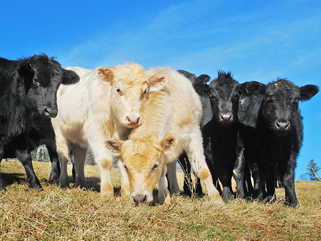 Preventing illness in a herd requires good records and a veterinarian to advise on ways to avoid health problems. (Progressive Farmer image by Boyd Kidwell)