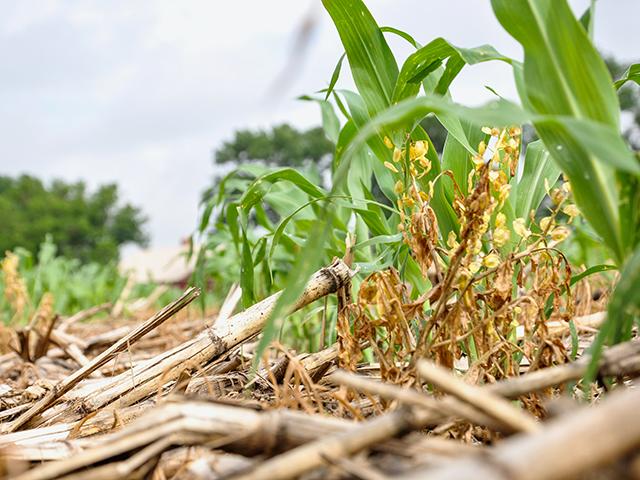 Adoption of no-till has flattened since the 2010s. (Katie Micik Dehlinger)