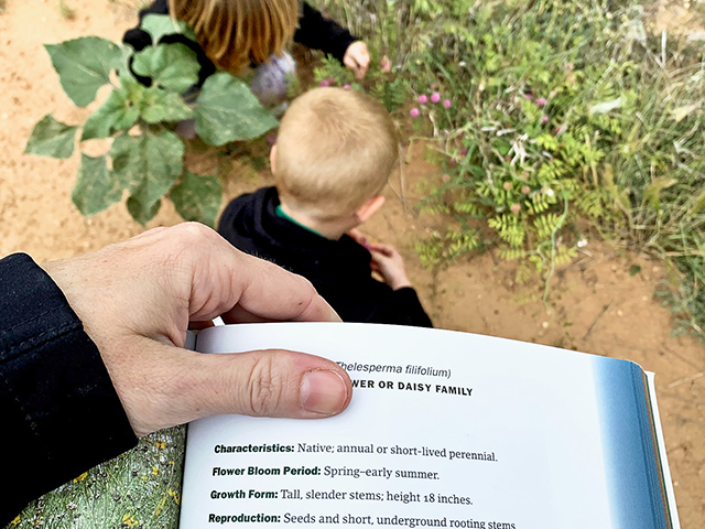 Blogger Tiffany Dowell Lashmet and her two pre-schoolers have spent hours walking around the pastures with a rangeland plant identification book in hand, finding all kinds of different forbs and grasses to identify. (DTN/Progressive Farmer photo by Tiffany Dowell Lashmet)