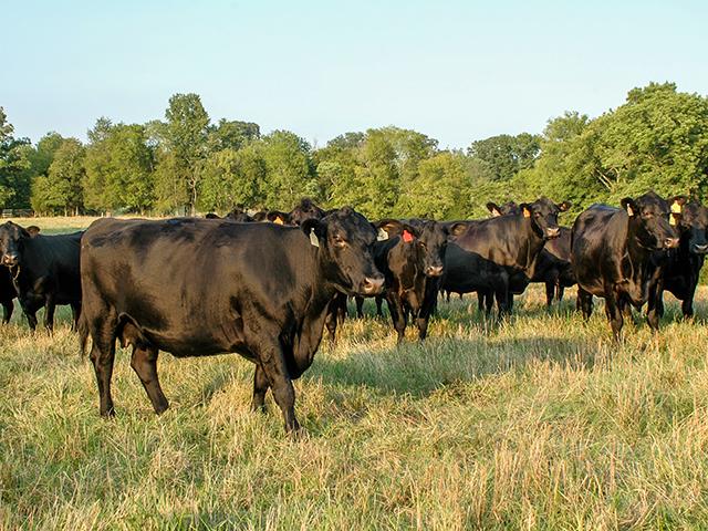 As production costs continue to rise, cow-calf producers should focus on their management practices to help remain profitable. (DTN/Progressive farmer photo by Becky Mills)