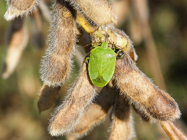 Knowing the stink bug&#039;s life cycle aids scouting and control practices. (Photo provided by FMC Corporation)