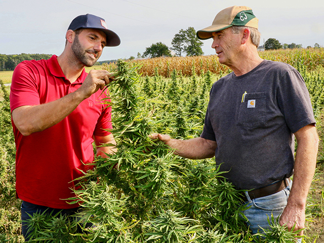 Kyle Brumley, agronomist for Kline Family Farms and Heartland Harvest Processing, examines hemp plants with Jim Kline. (Des Keller)